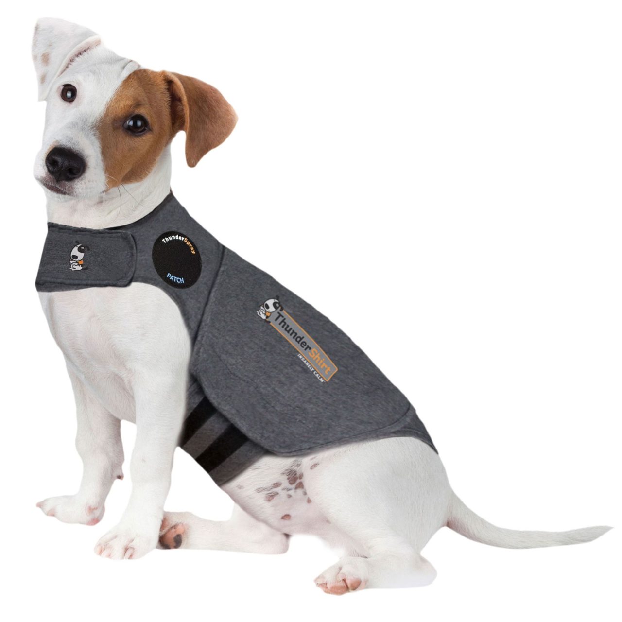 How to Help Your Dog with Separation Anxiety - Thundershirt