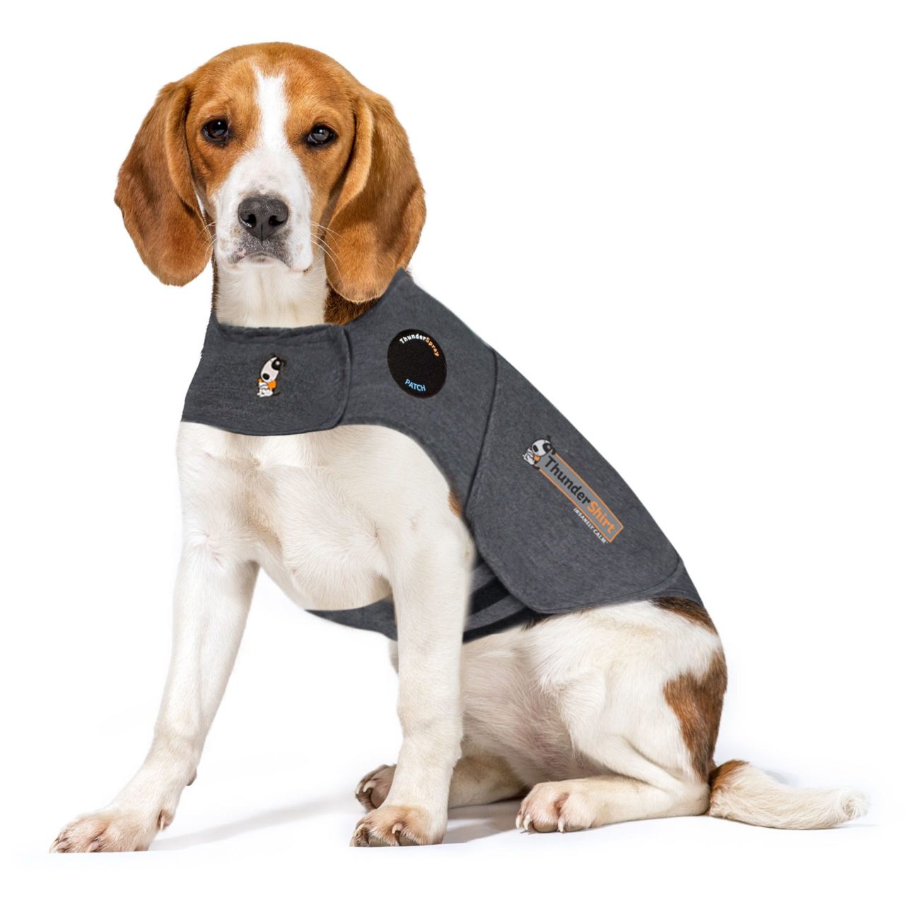 How to Help Your Dog with Separation Anxiety Thundershirt