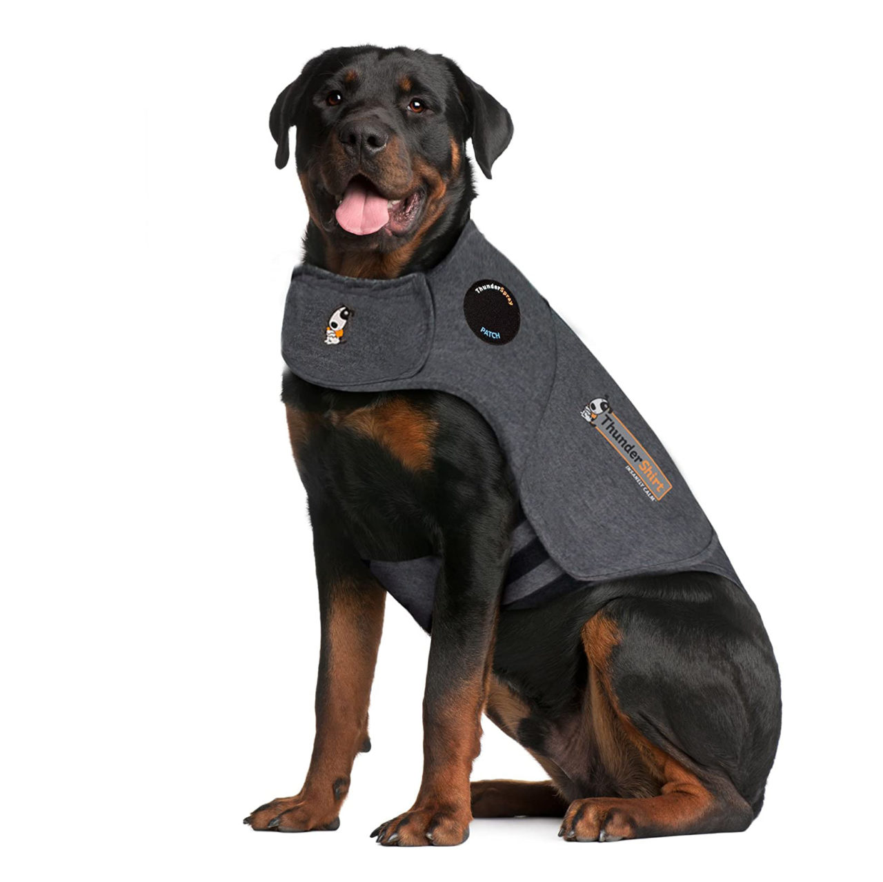 How to Help Your Dog with Separation Anxiety Thundershirt